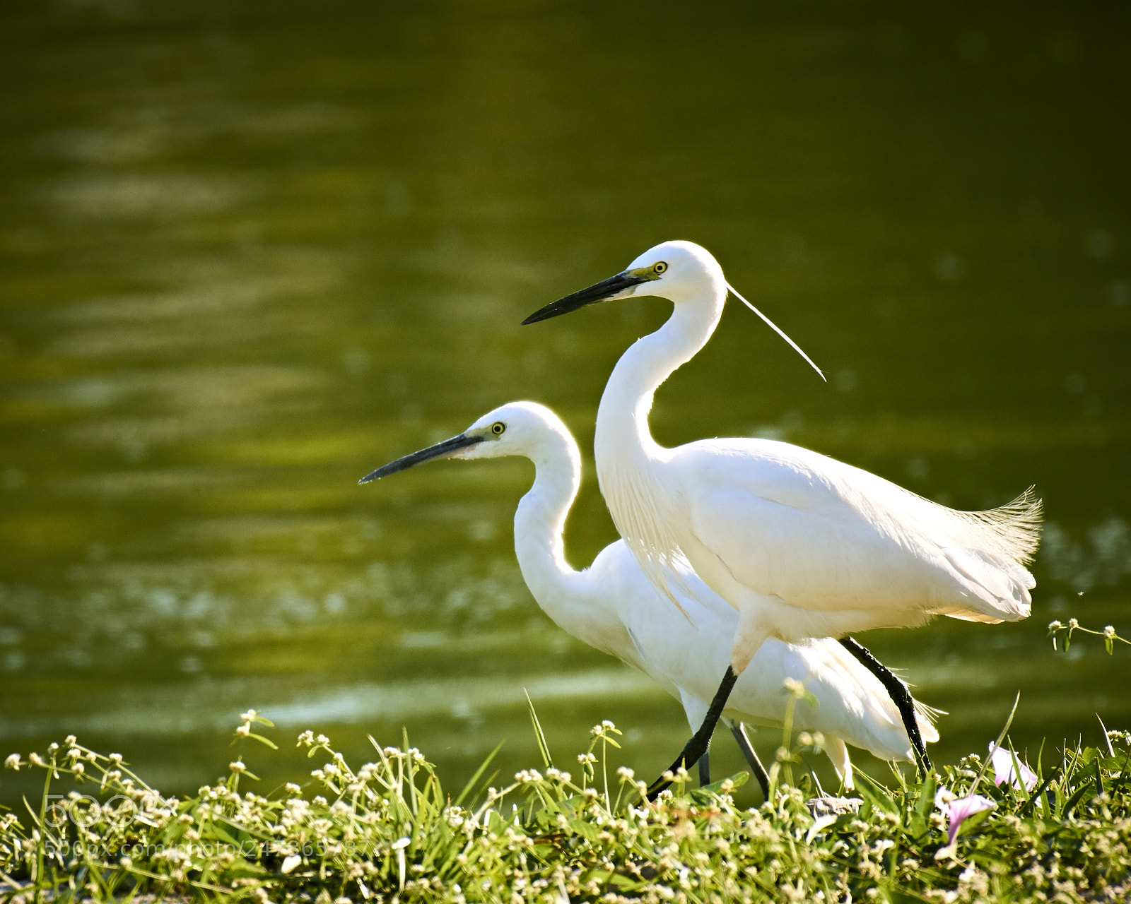 Nikon D3400 sample photo. Egret couple goals photography
