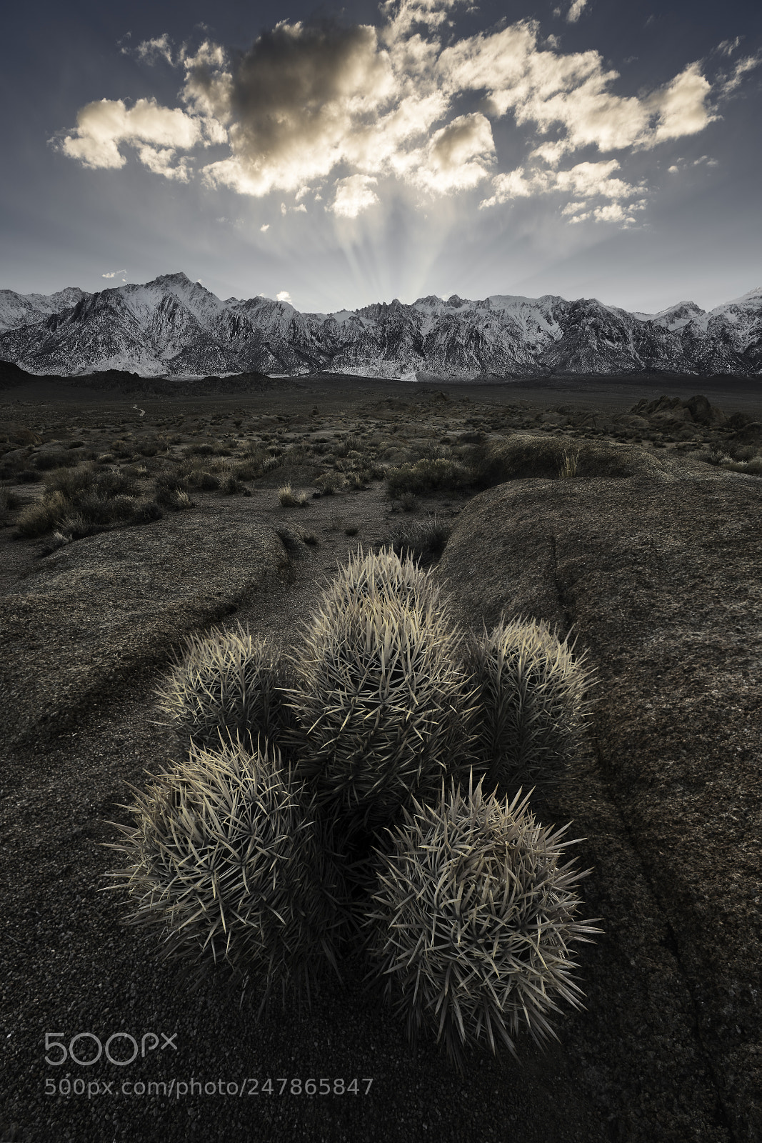 Sony a7R III sample photo. Nature imitating nature photography
