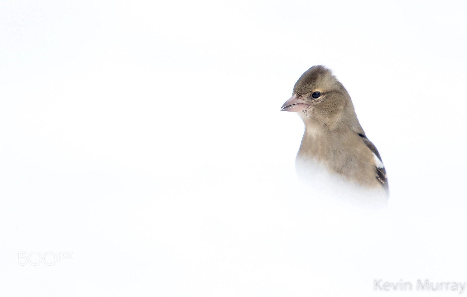 Canon EOS 7D Mark II sample photo. Chaffinch photography