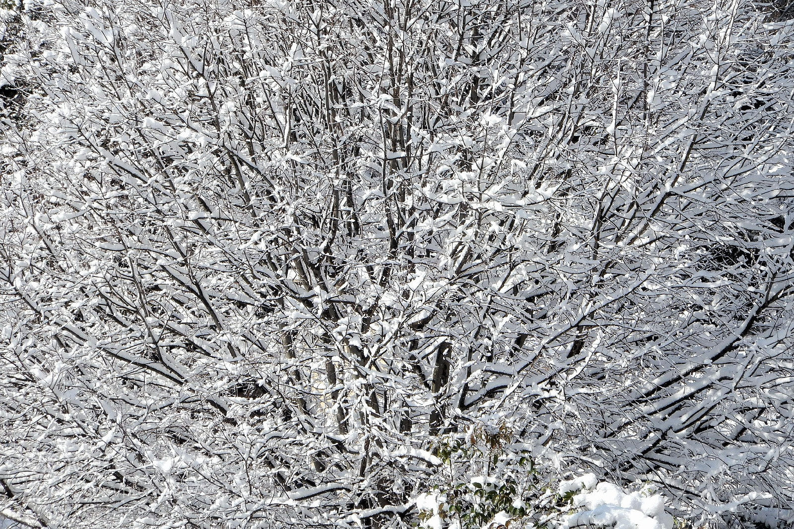Nikon Coolpix A900 sample photo. Linee bianche ... ... album lineae ... photography