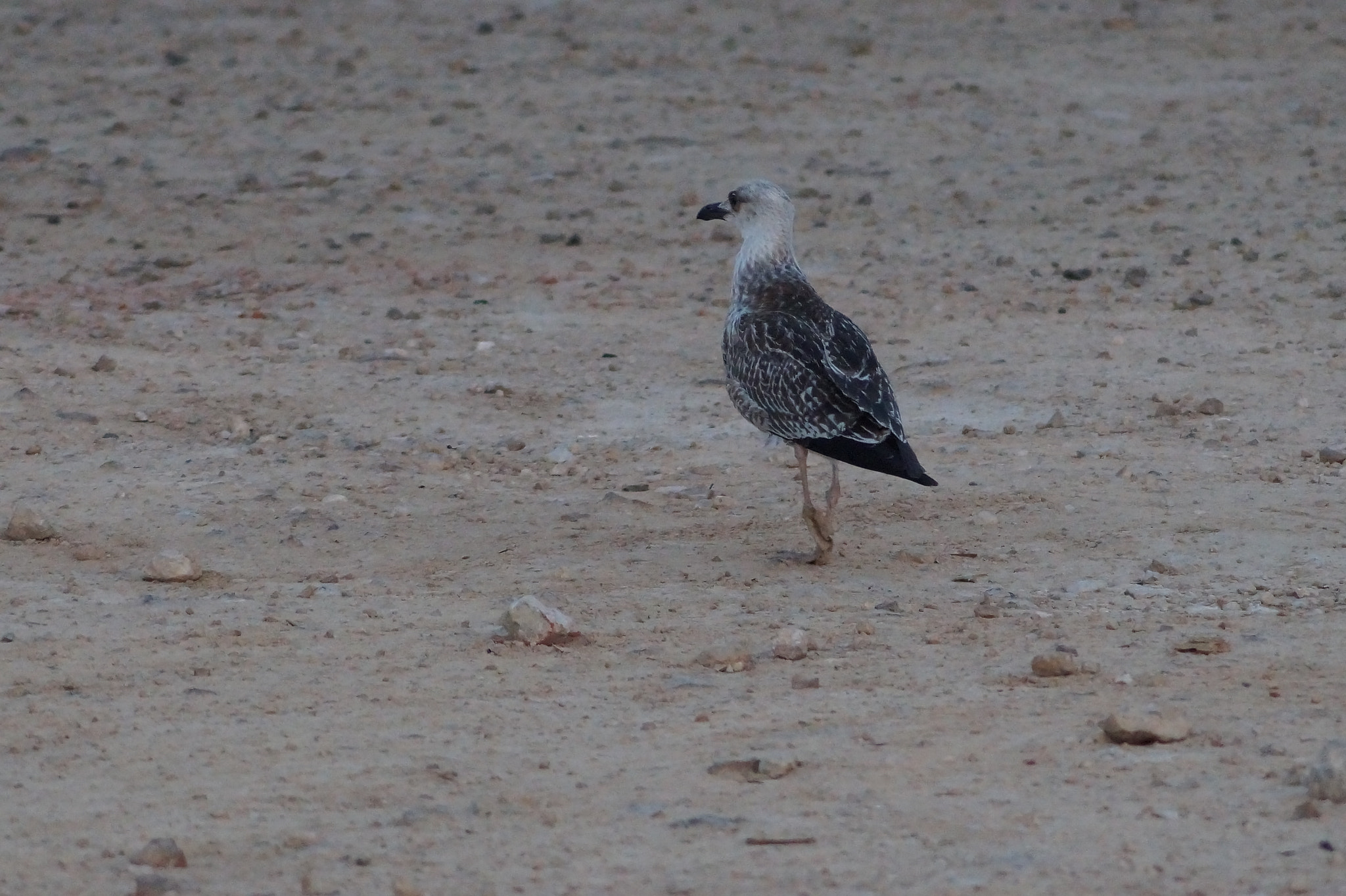 Sony DT 55-200mm F4-5.6 SAM sample photo