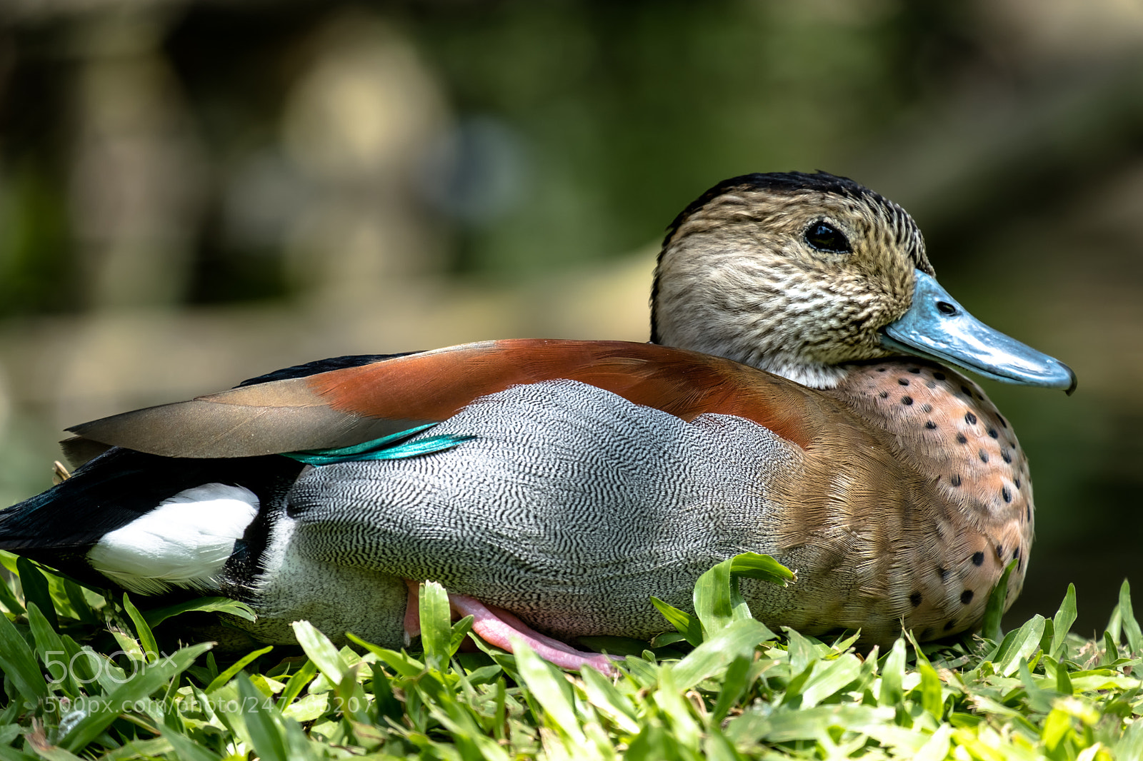 Fujifilm X-T20 sample photo. Duck photography