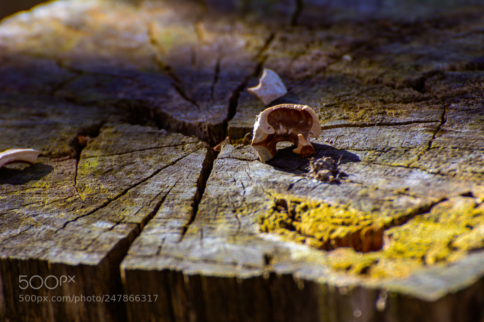 Nikon D5200 sample photo. Untitled_lonely_shell photography