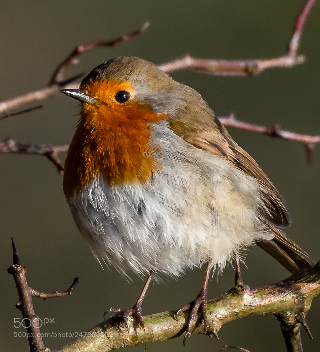 Nikon D7200 sample photo. Bird on a  branch photography