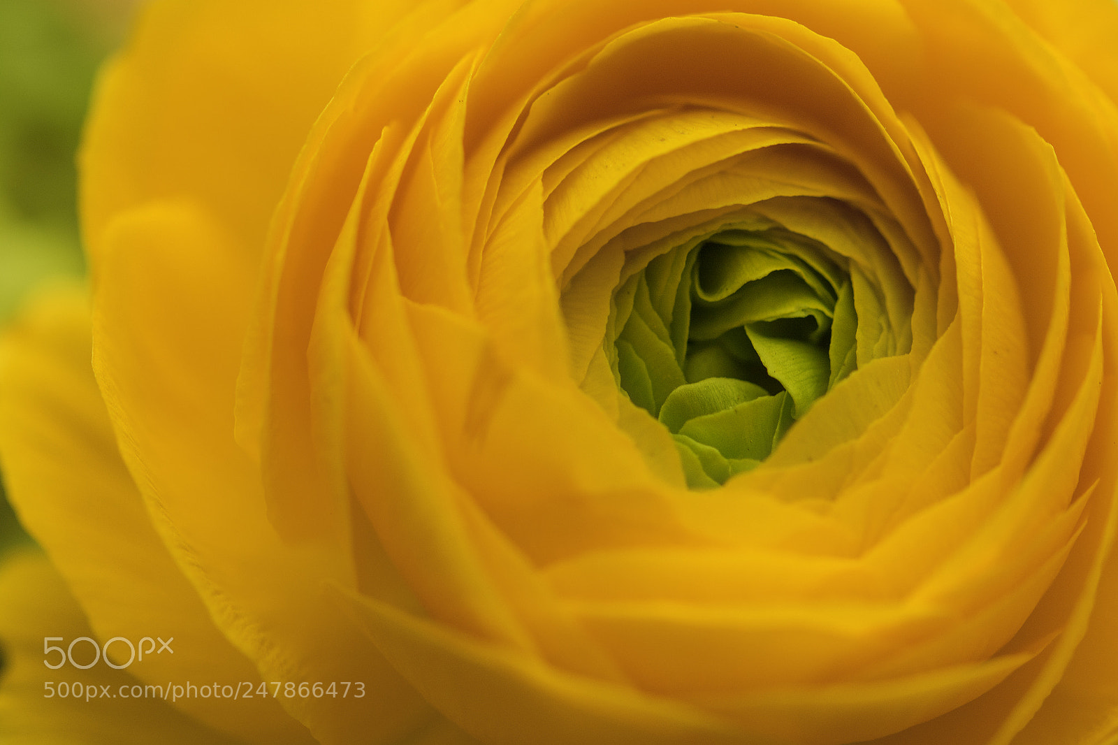 Nikon D7100 sample photo. Anemone photography