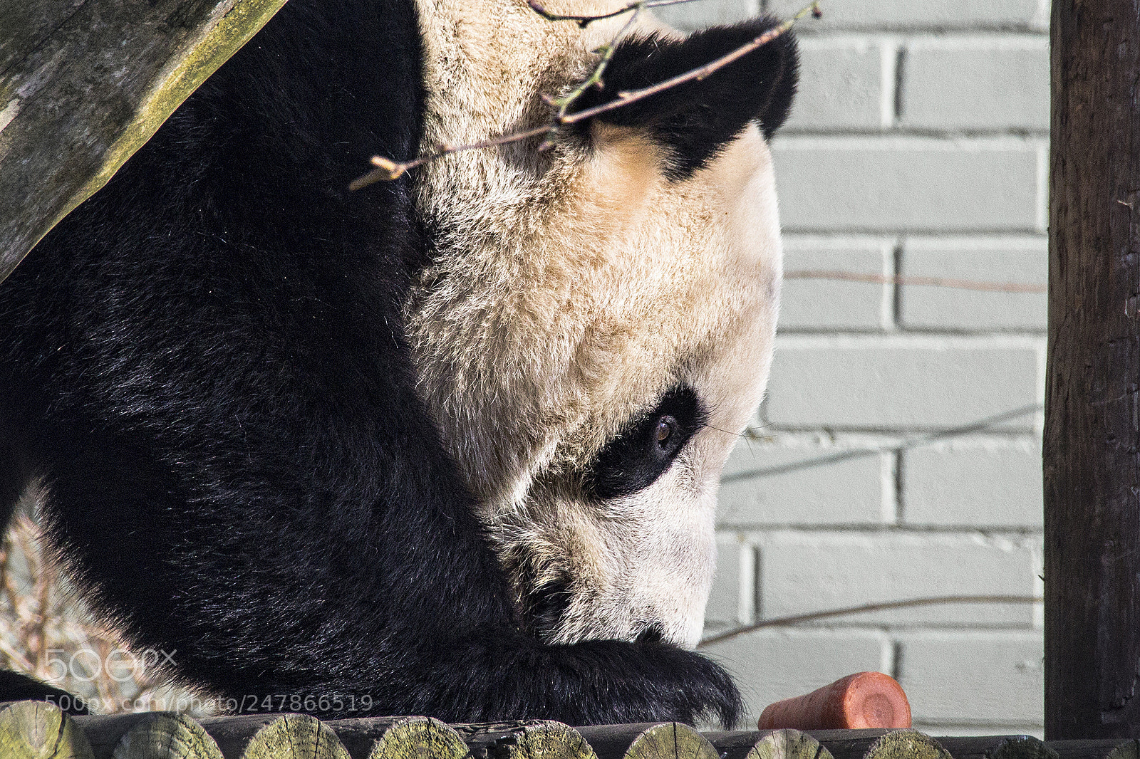 Canon EOS 60D sample photo. Panda bear edinburgh zoo photography