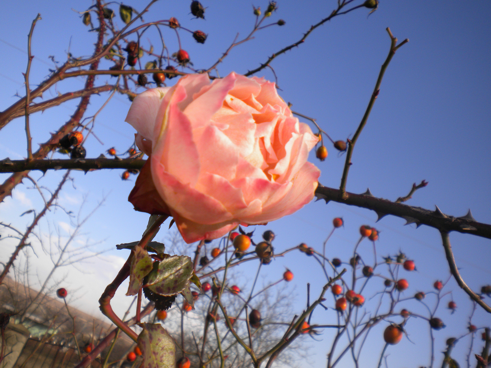 Nikon Coolpix S220 sample photo. The beauties of the sky photography