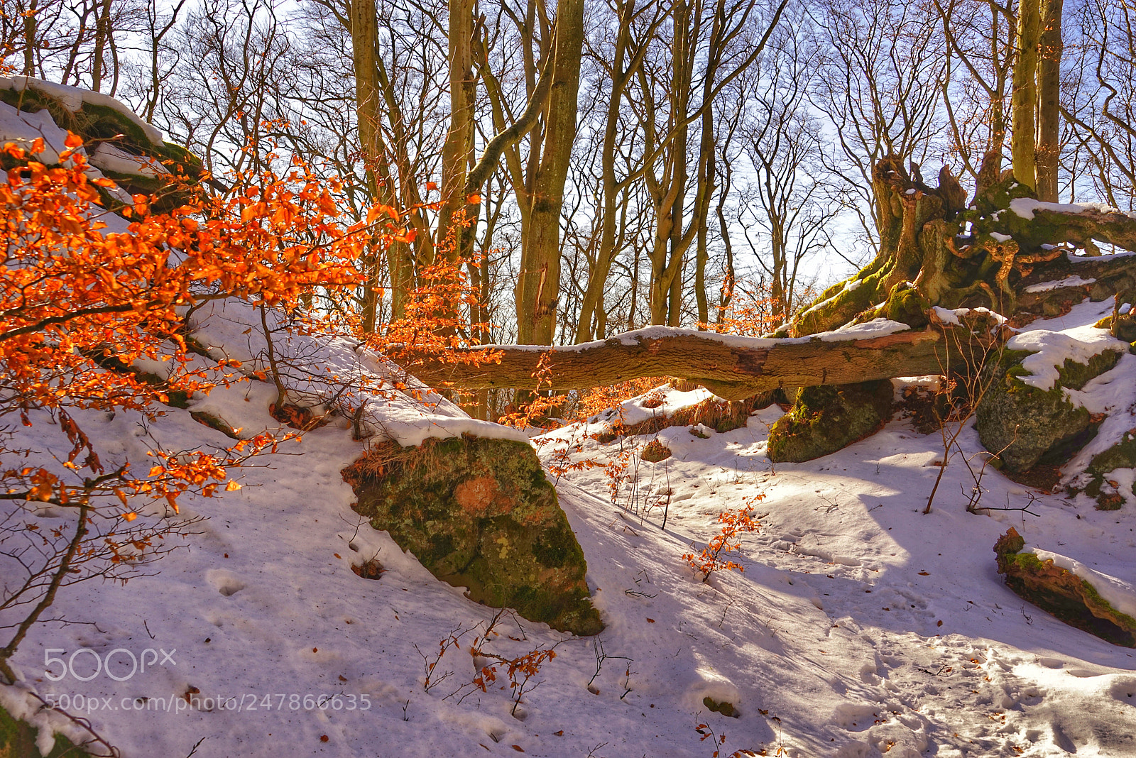 Sony a7R sample photo. Winterstimmung auf dem nerother photography