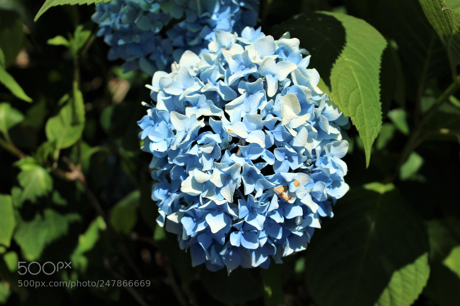 Canon EOS 100D (EOS Rebel SL1 / EOS Kiss X7) sample photo. Img photography