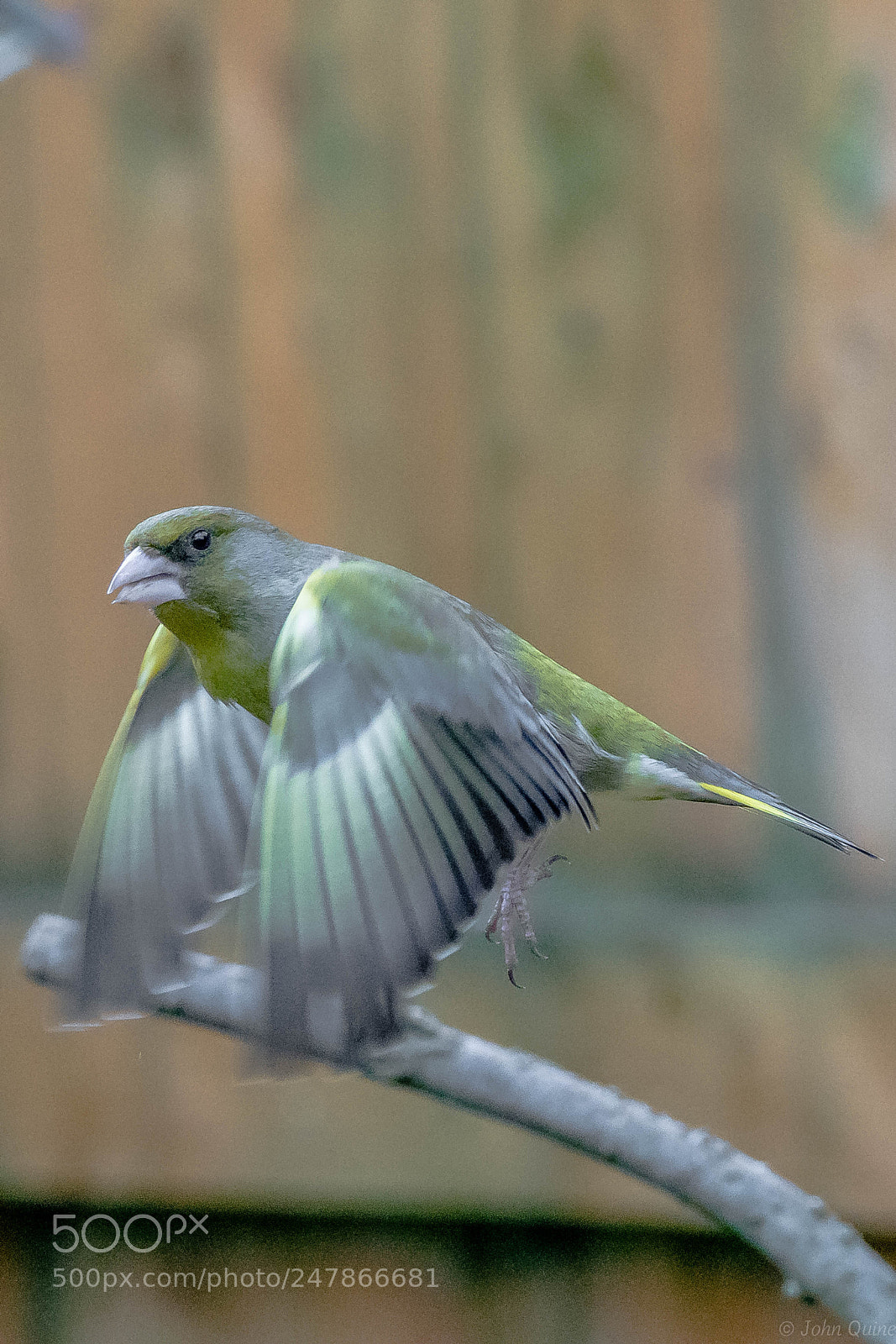 Sony ILCA-77M2 sample photo. Greenfinch photography