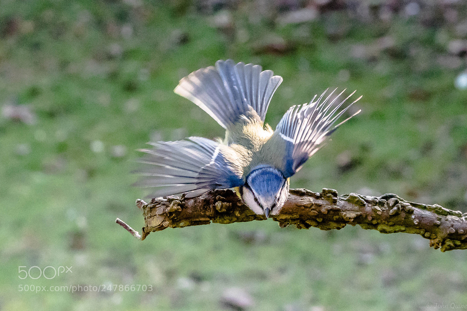 Sony ILCA-77M2 sample photo. Blue tit photography