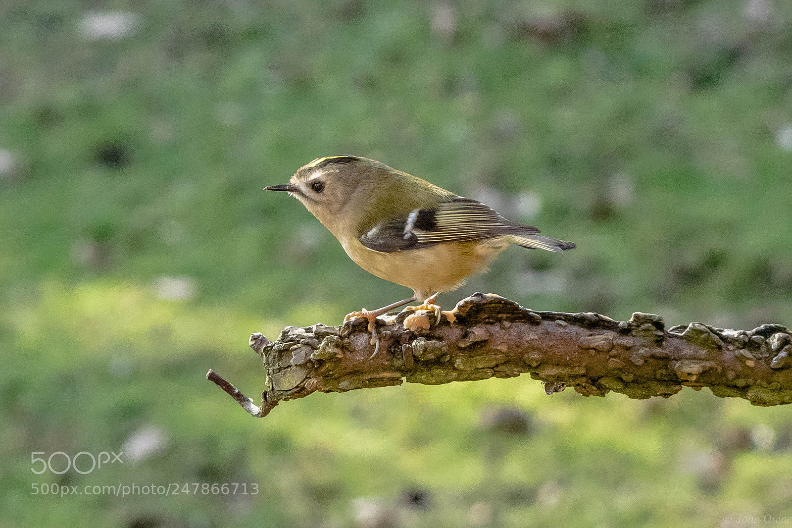 Sony ILCA-77M2 sample photo. Goldcrest photography