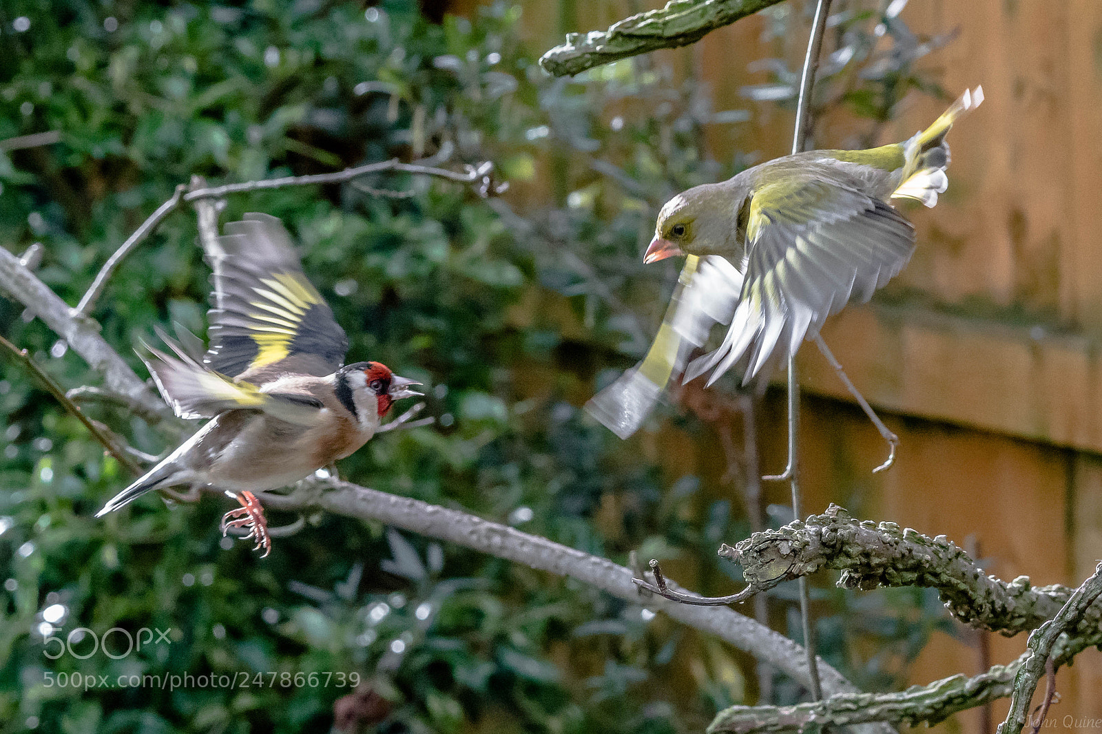 Sony ILCA-77M2 sample photo. Greenfinch & goldfinch photography
