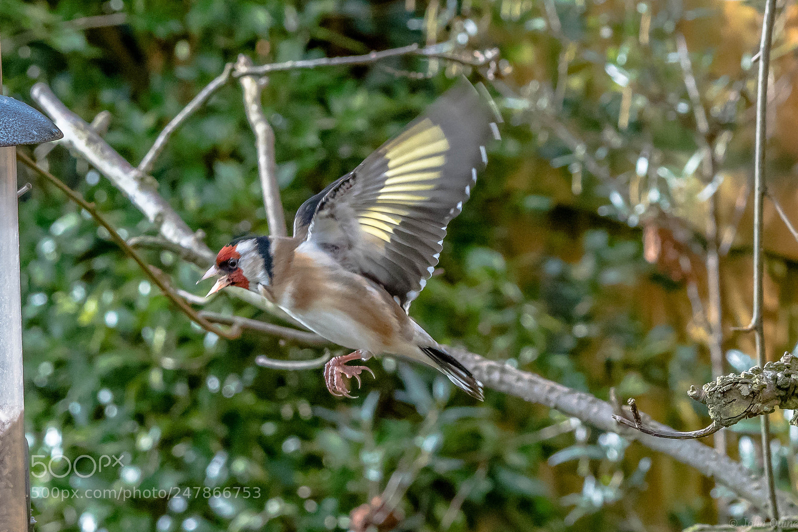 Sony ILCA-77M2 sample photo. Goldfinch photography