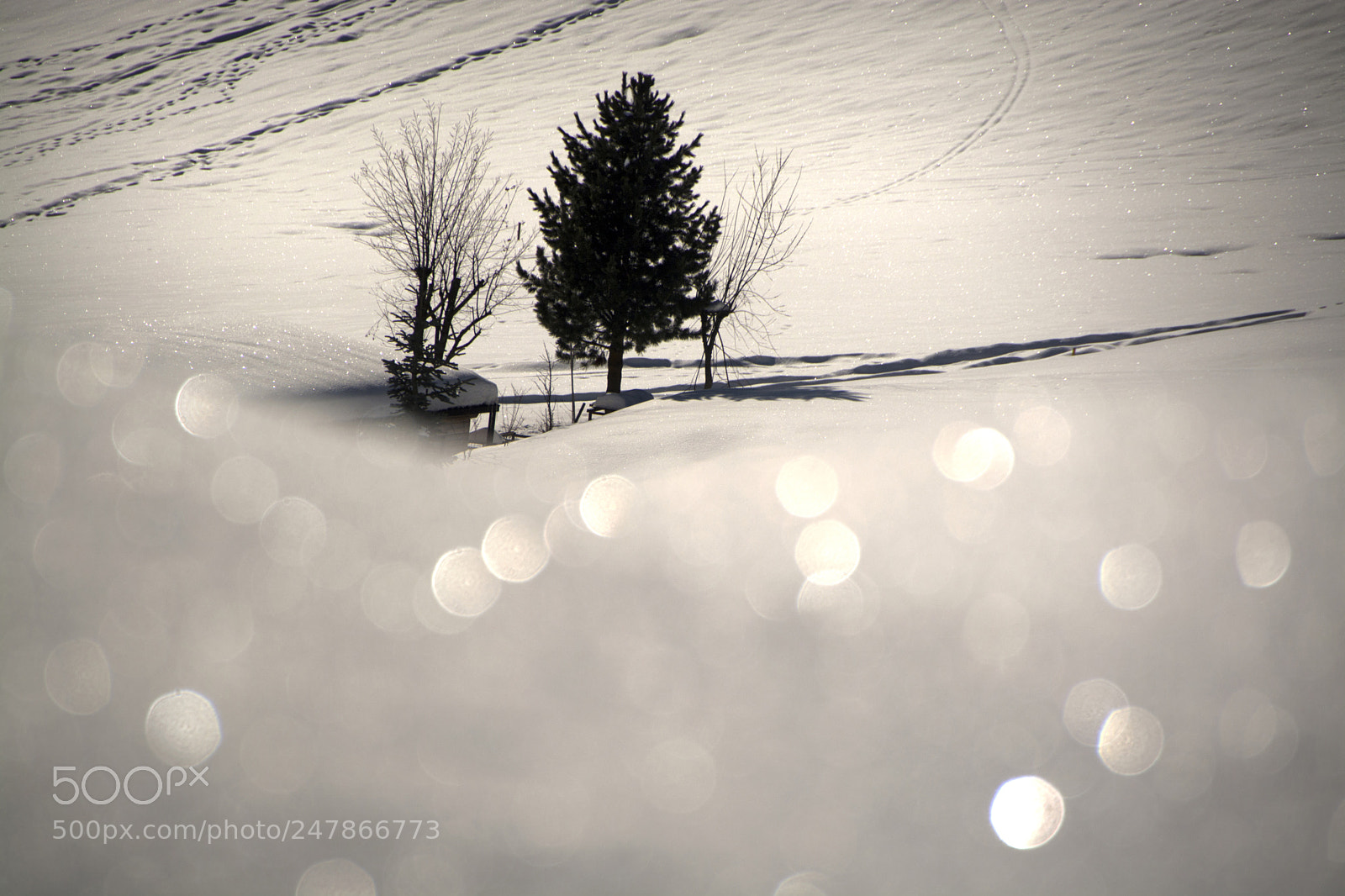 Nikon D7100 sample photo. Frost pearls photography