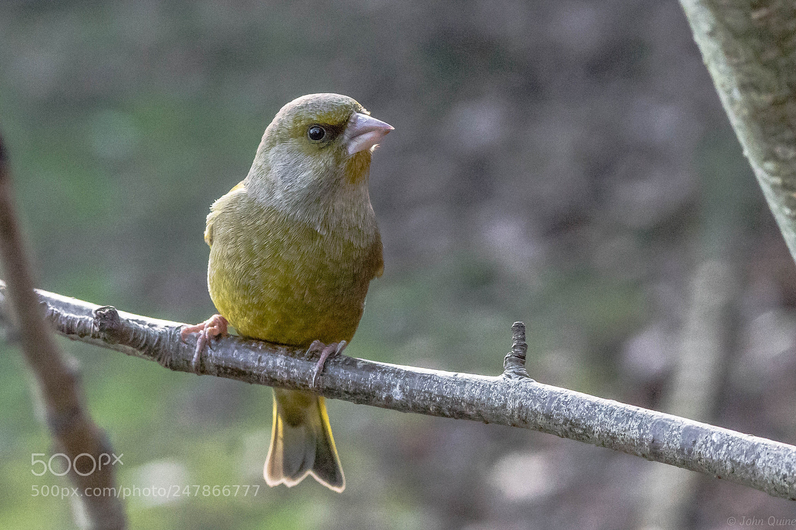 Sony ILCA-77M2 sample photo. Greenfinch photography