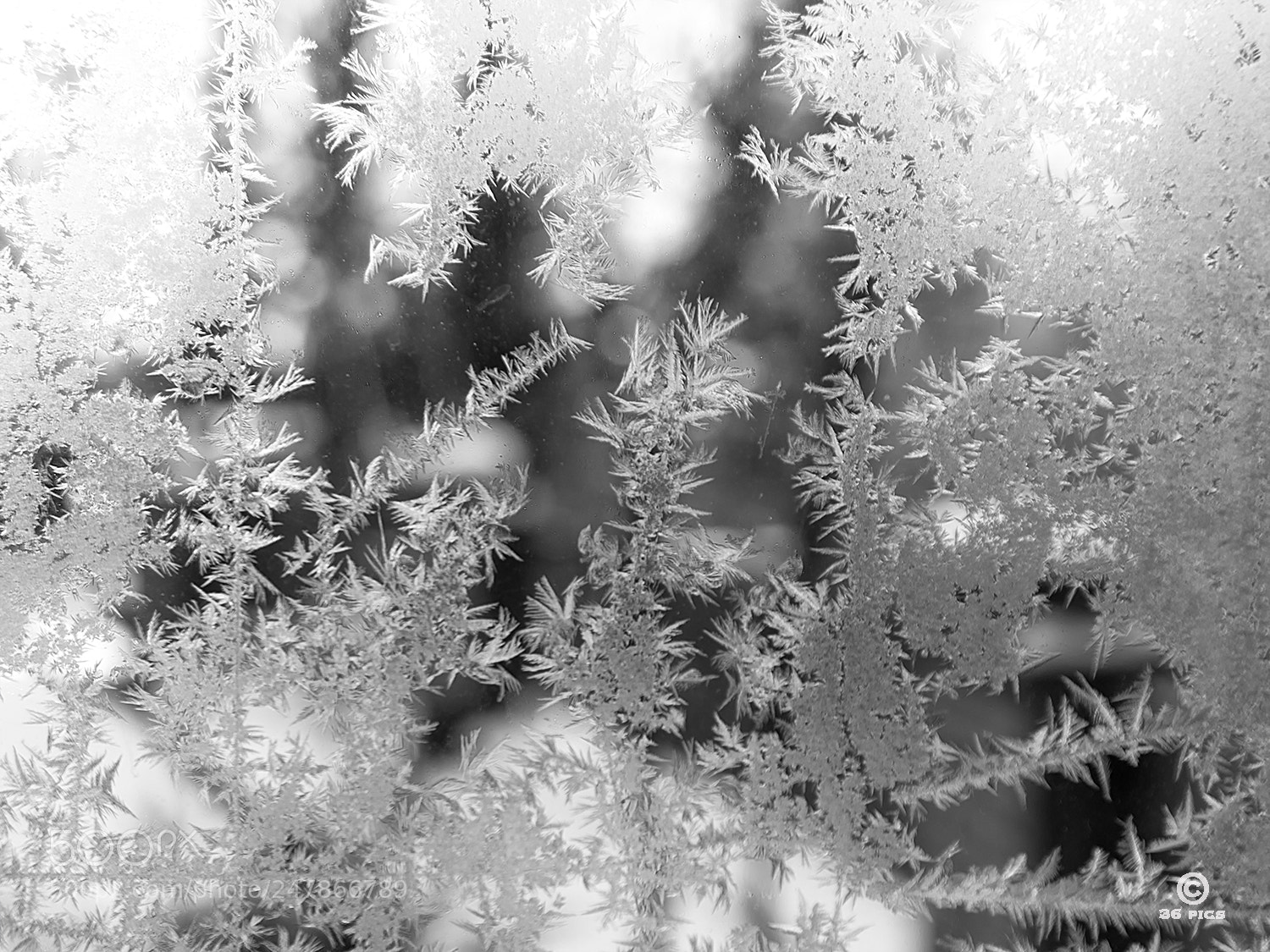 Pentax K-5 II sample photo. Ice flowers photography
