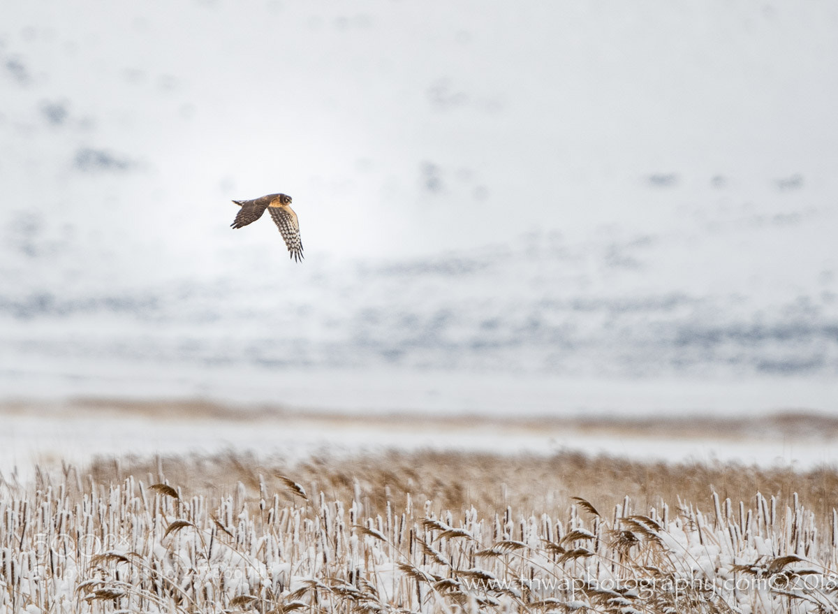 Nikon D500 sample photo. Quiet hunter photography