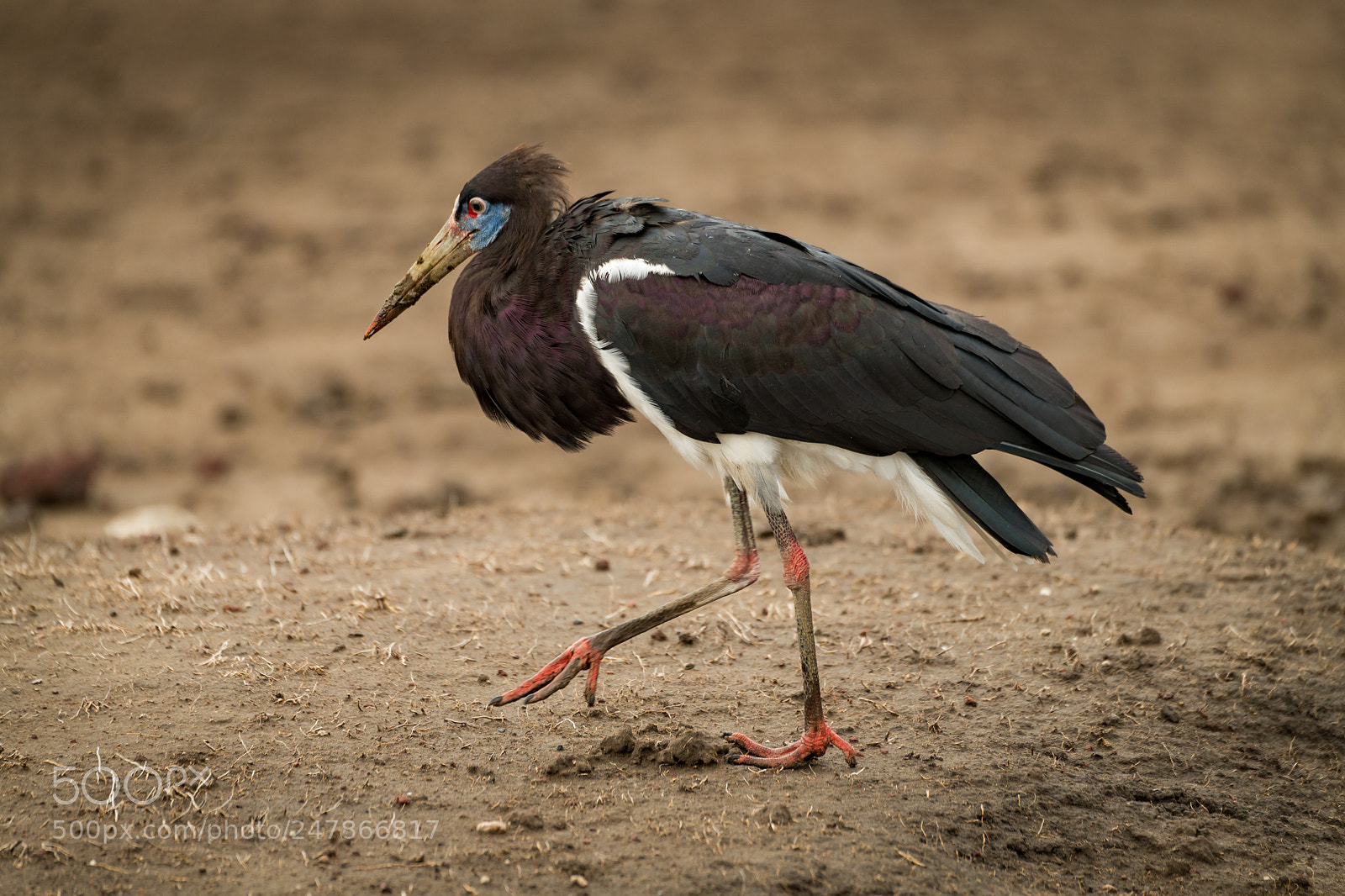 Nikon D850 sample photo. Abdim stork crosses mud photography
