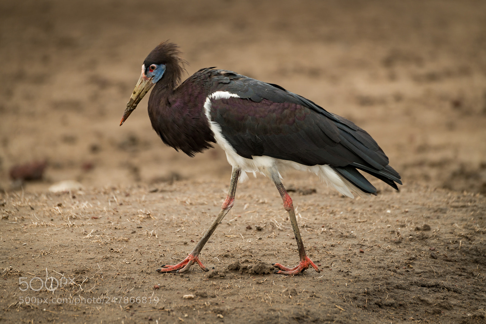 Nikon D850 sample photo. Abdim stork crosses mud photography