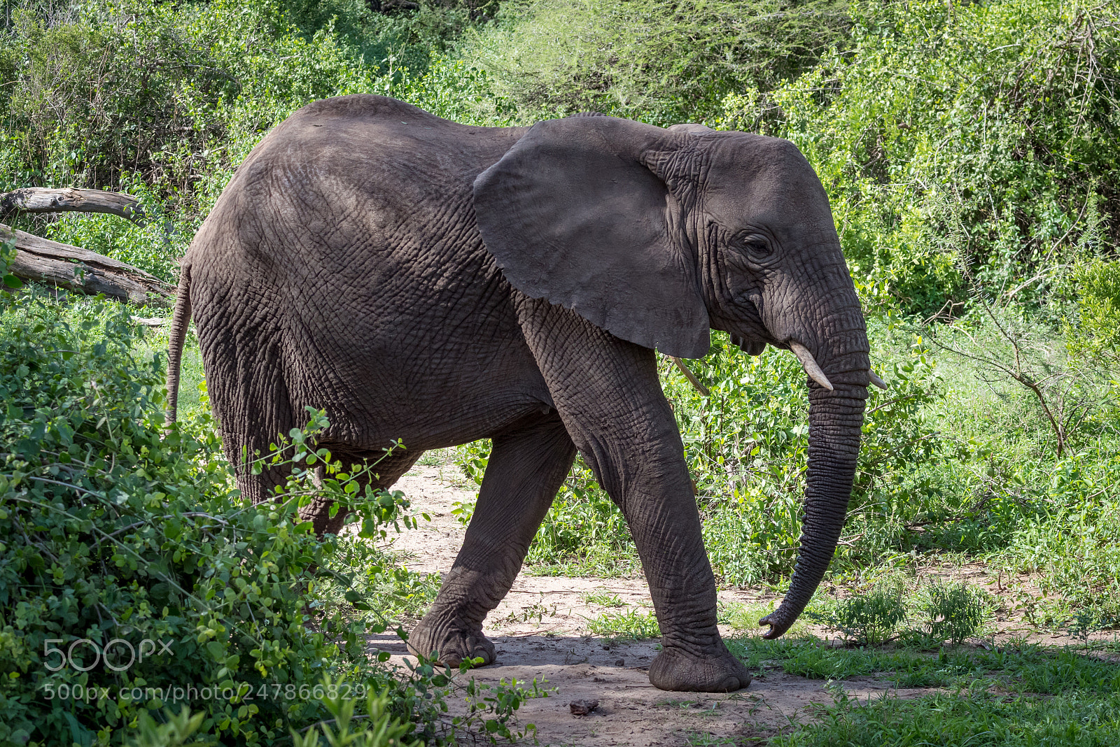 Nikon D810 sample photo. African elephant crosses clearing photography