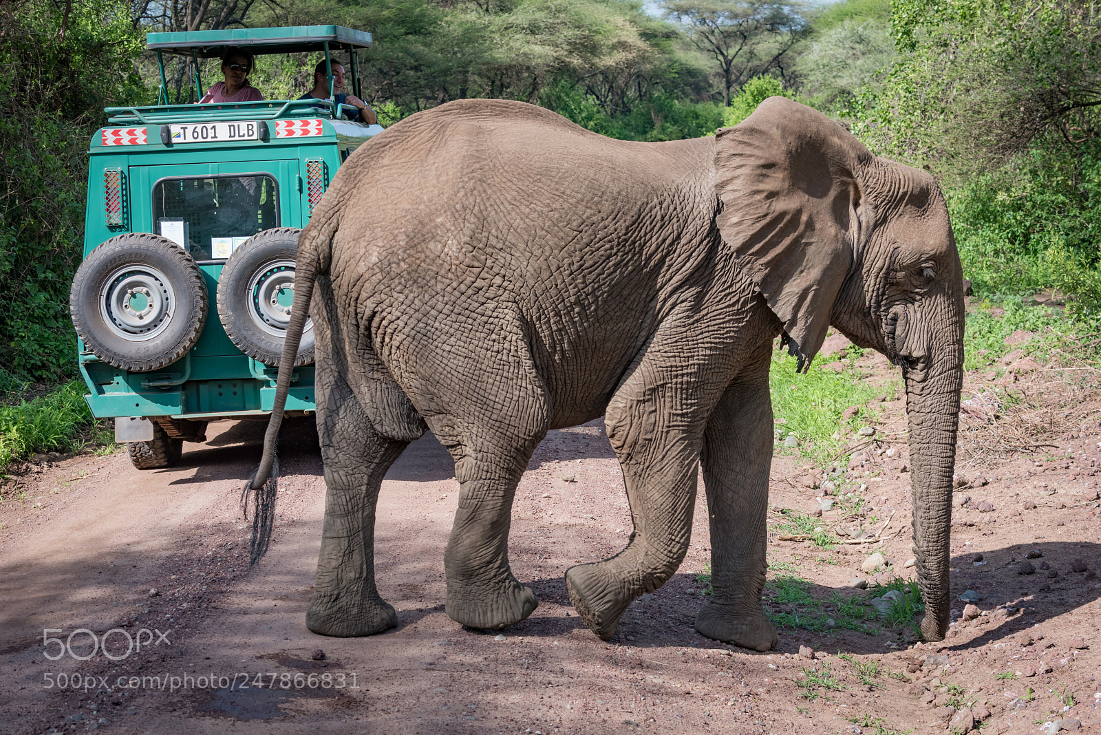 Nikon D810 sample photo. African elephant crossing dirt photography