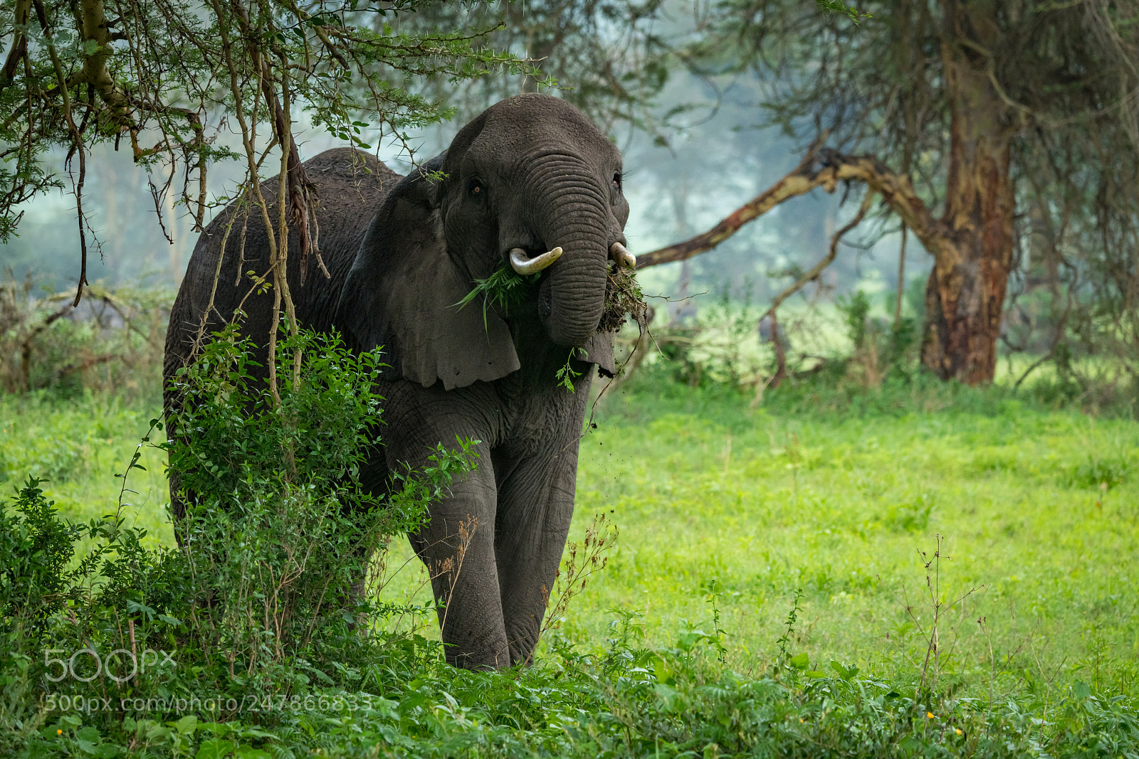 Nikon D850 sample photo. African elephant eats leafy photography