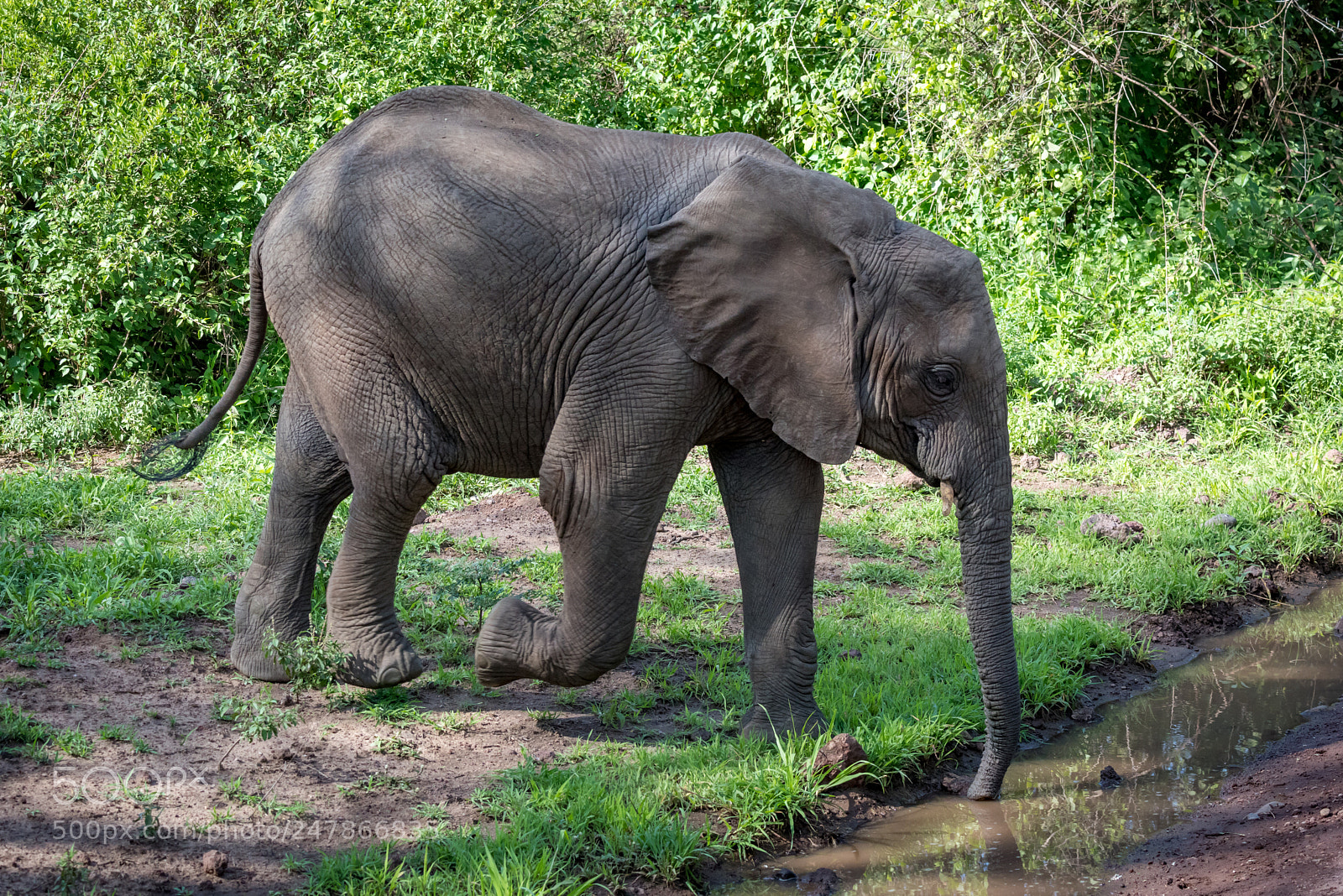 Nikon D810 sample photo. African elephant drinking with photography