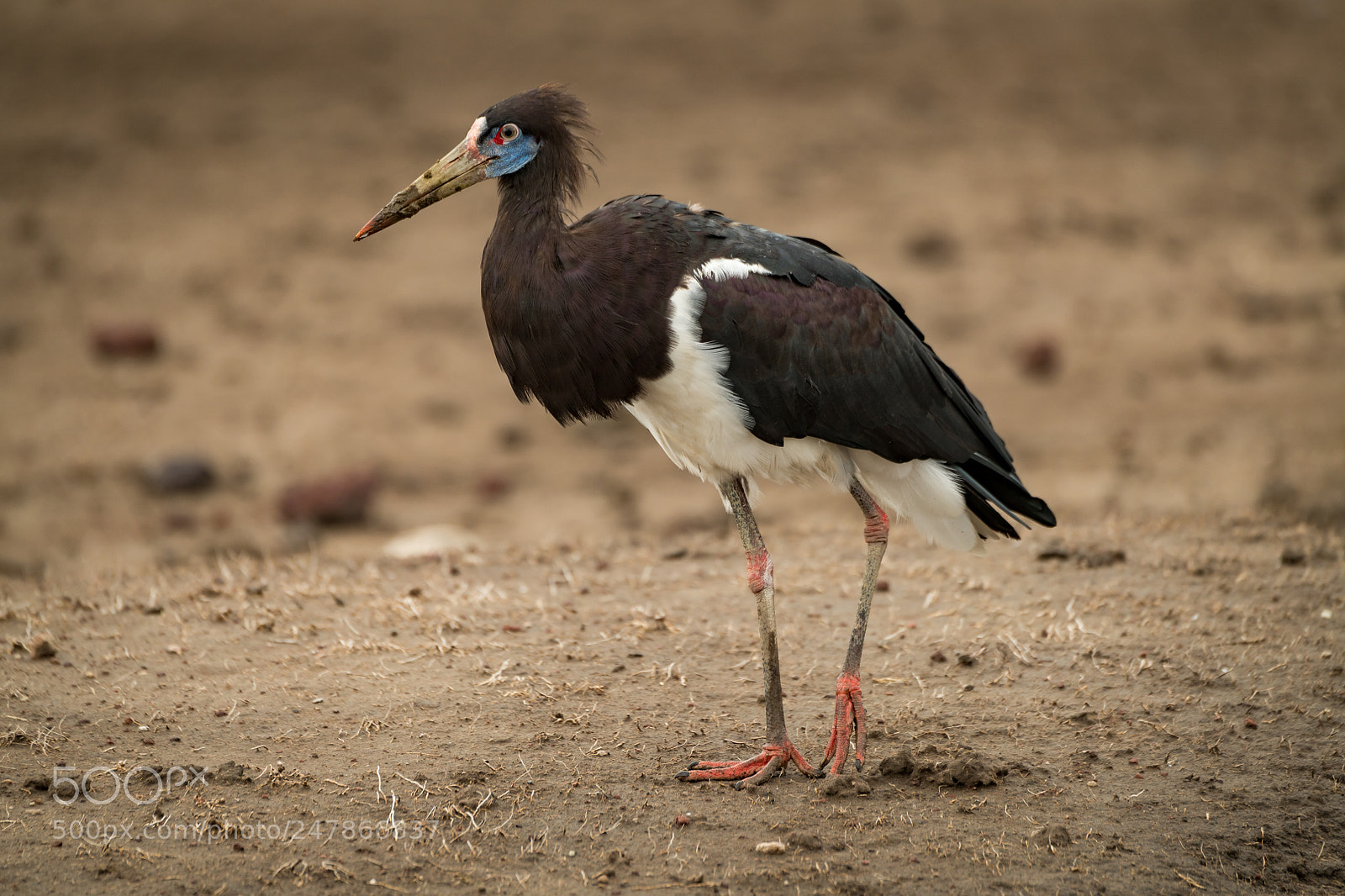 Nikon D850 sample photo. Abdim stork walks right-to-left photography