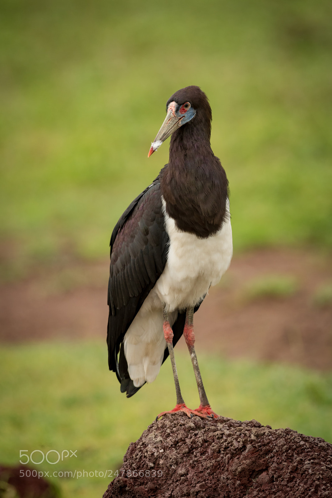 Nikon D810 sample photo. Abdim stork on termite photography