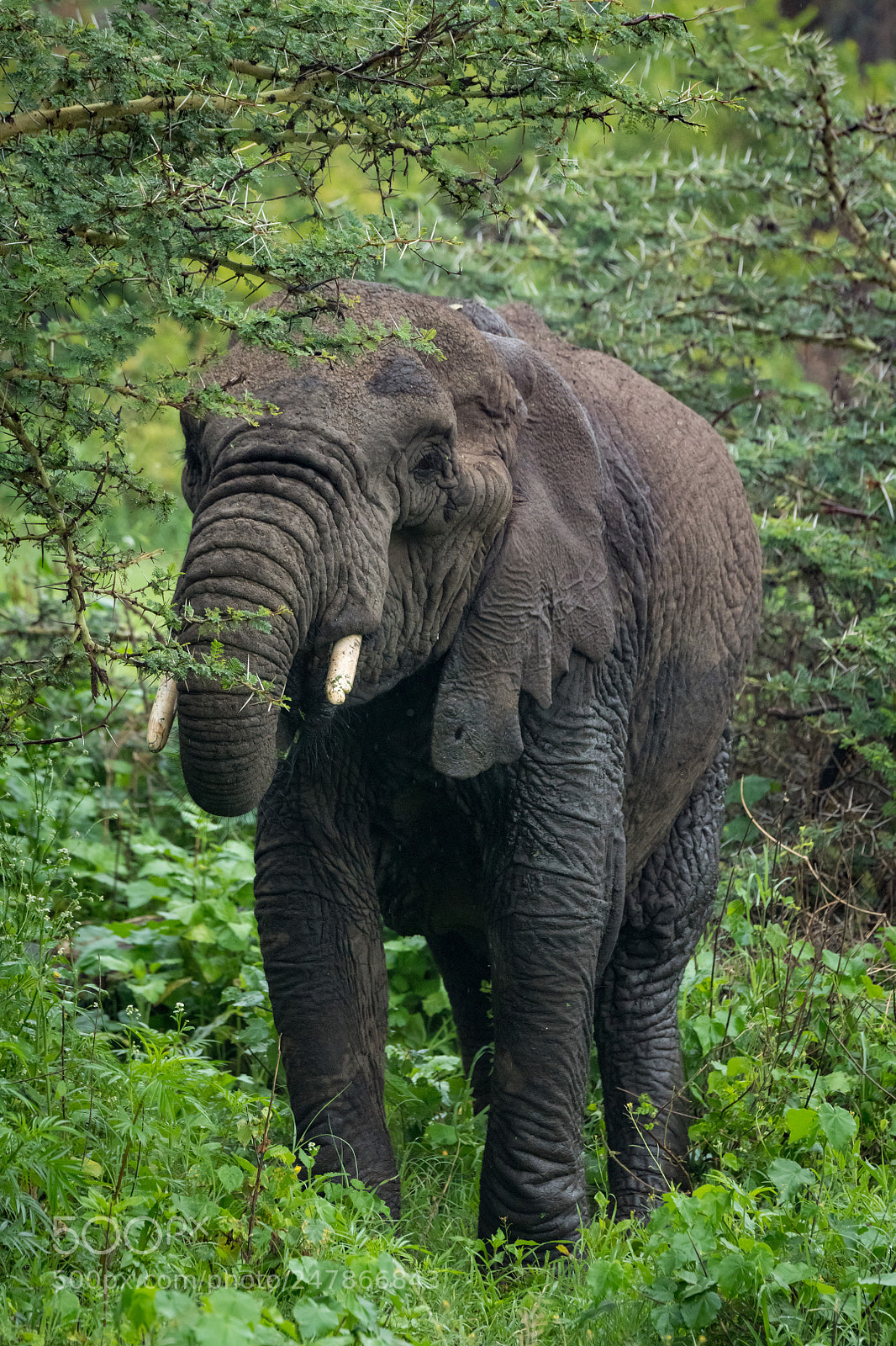 Nikon D850 sample photo. African elephant feeding on photography