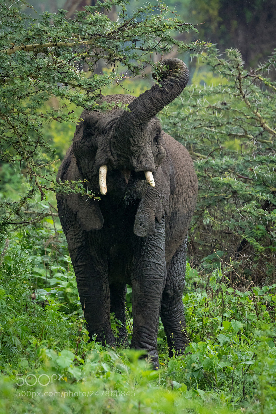 Nikon D850 sample photo. African elephant lifting trunk photography