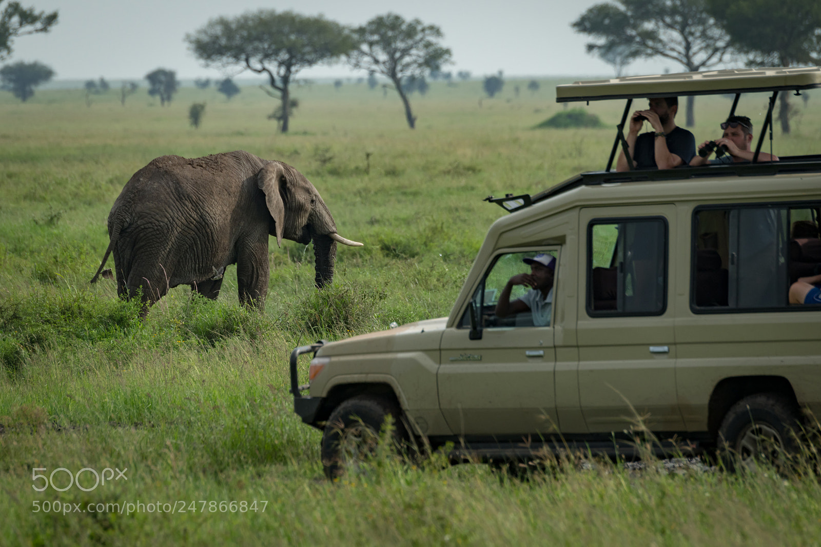 Nikon D850 sample photo. African elephant grazes in photography
