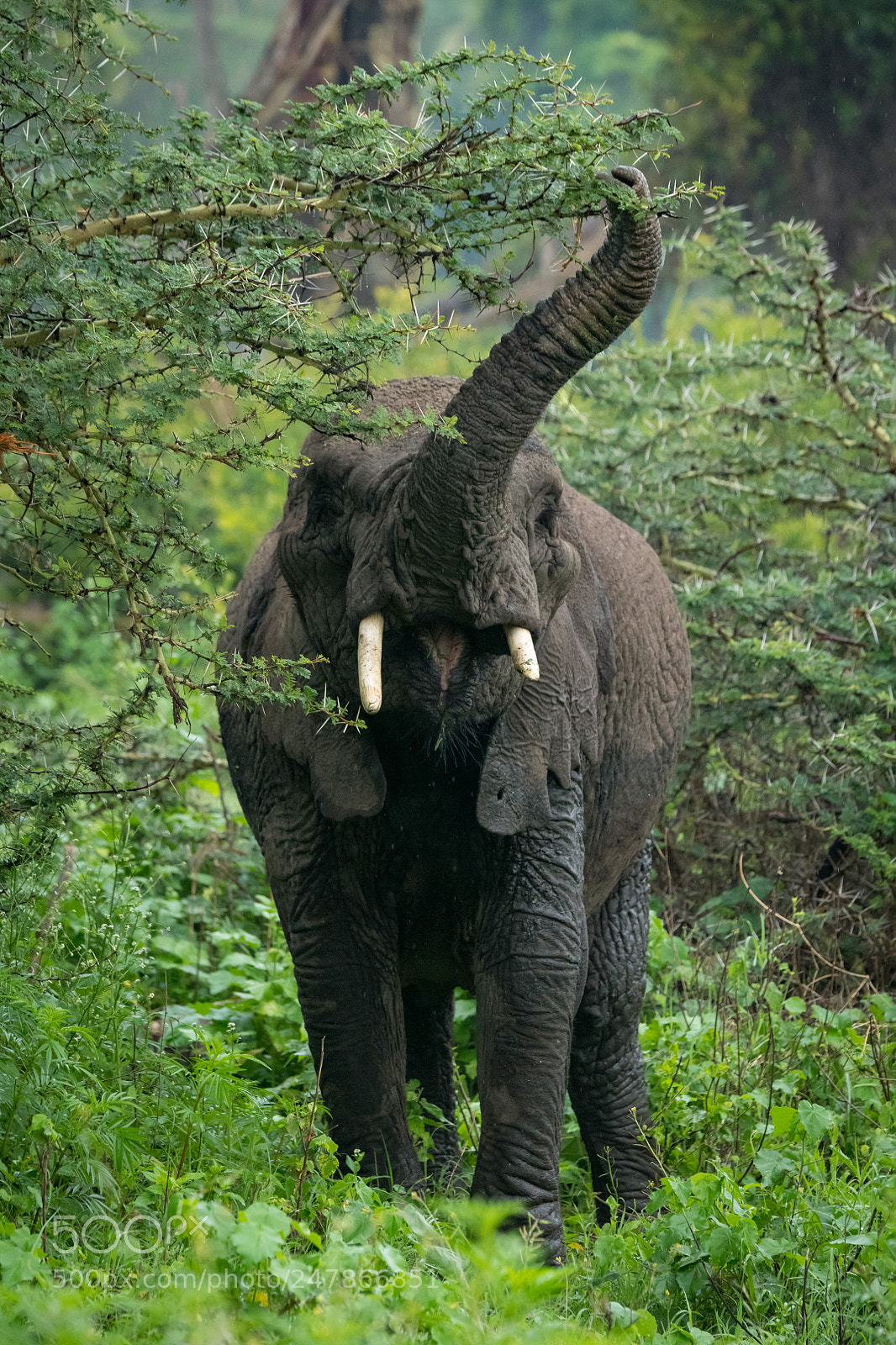 Nikon D850 sample photo. African elephant lifting trunk photography
