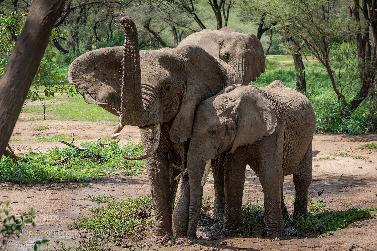 Nikon D810 sample photo. African elephant raises trunk photography