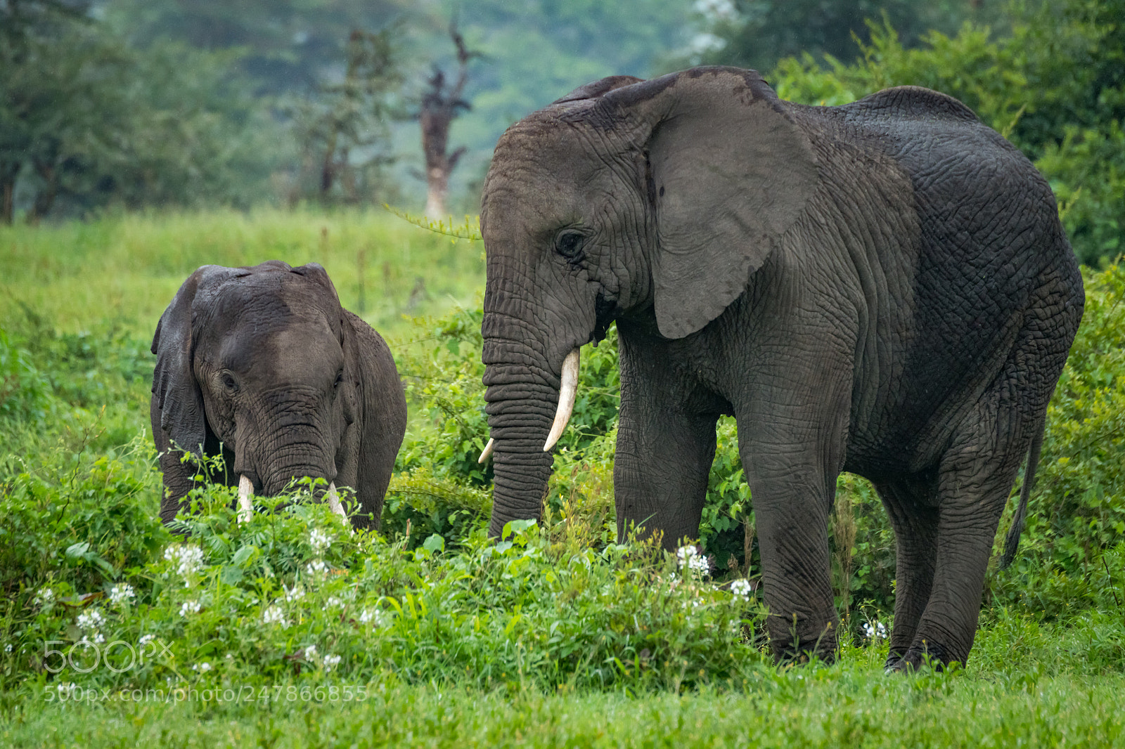 Nikon D850 sample photo. African elephant mother and photography