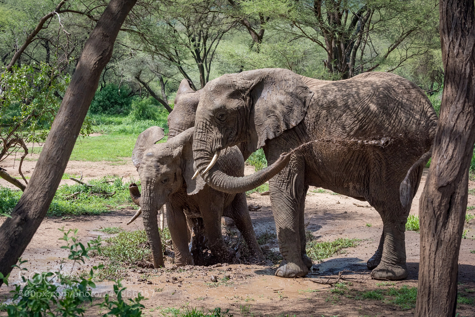 Nikon D810 sample photo. African elephant squirting muddy photography