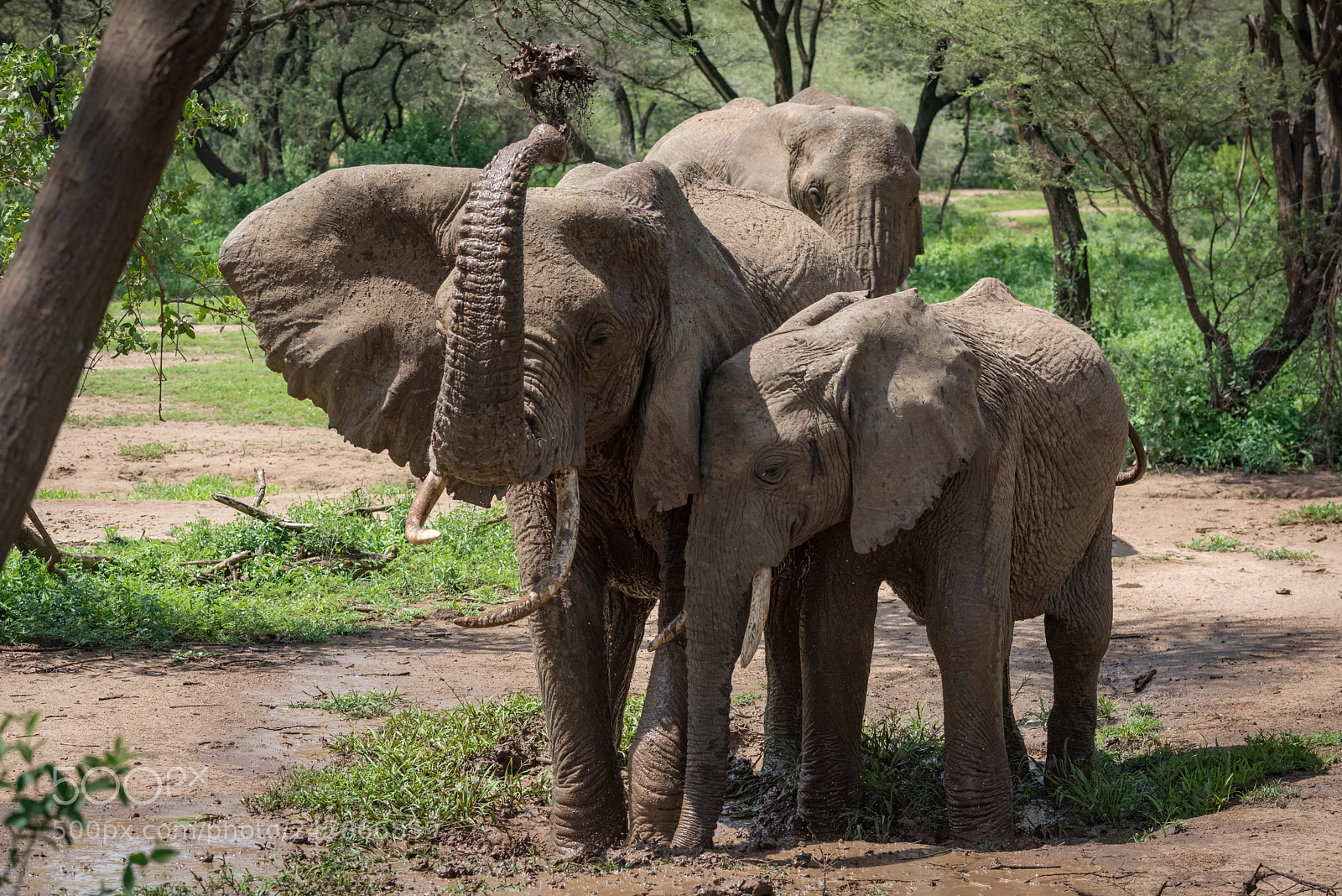 Nikon D810 sample photo. African elephant squirts muddy photography