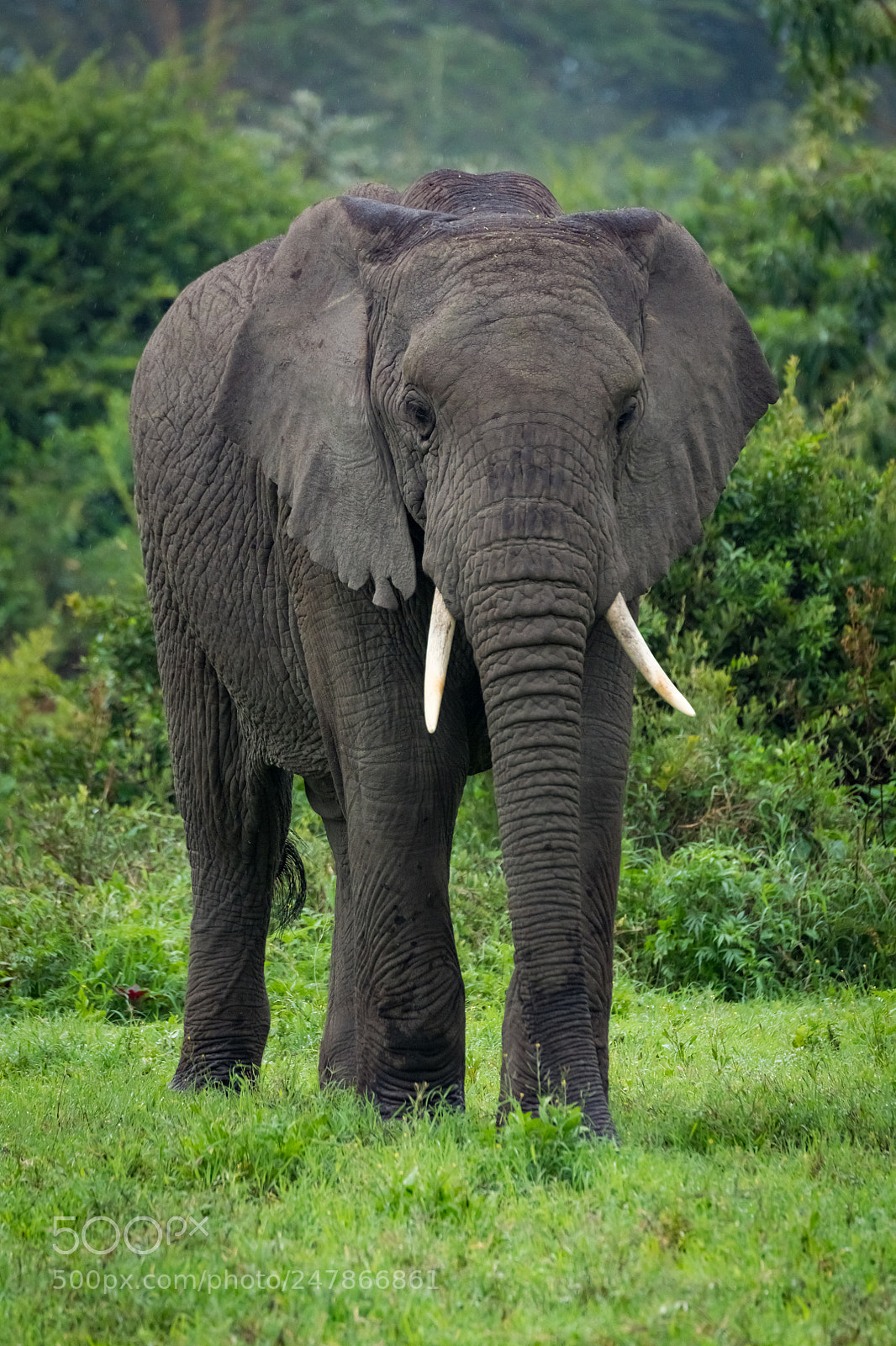 Nikon D850 sample photo. African elephant stands before photography