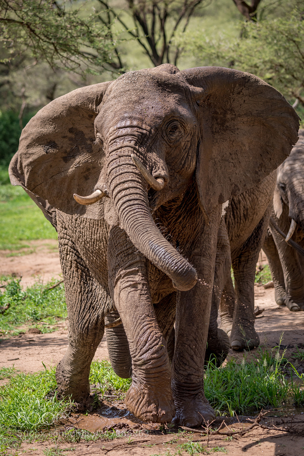Nikon D810 sample photo. African elephant twists trunk photography