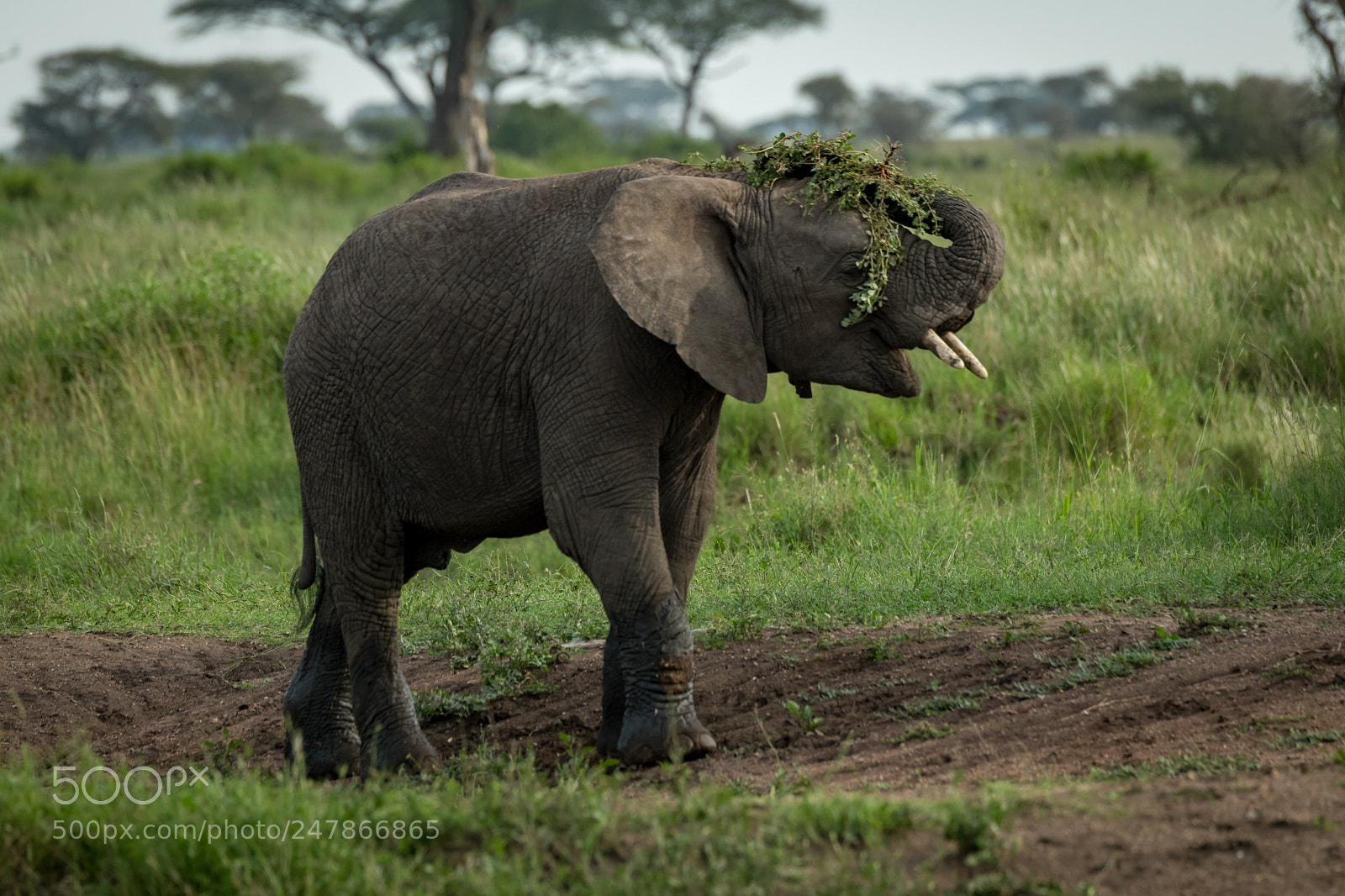 Nikon D850 sample photo. African elephant throwing branches photography