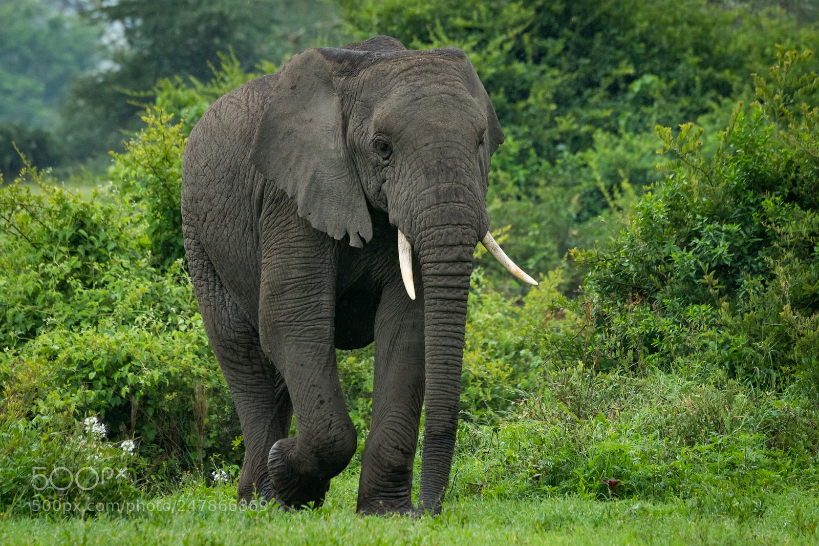 Nikon D850 sample photo. African elephant walks past photography