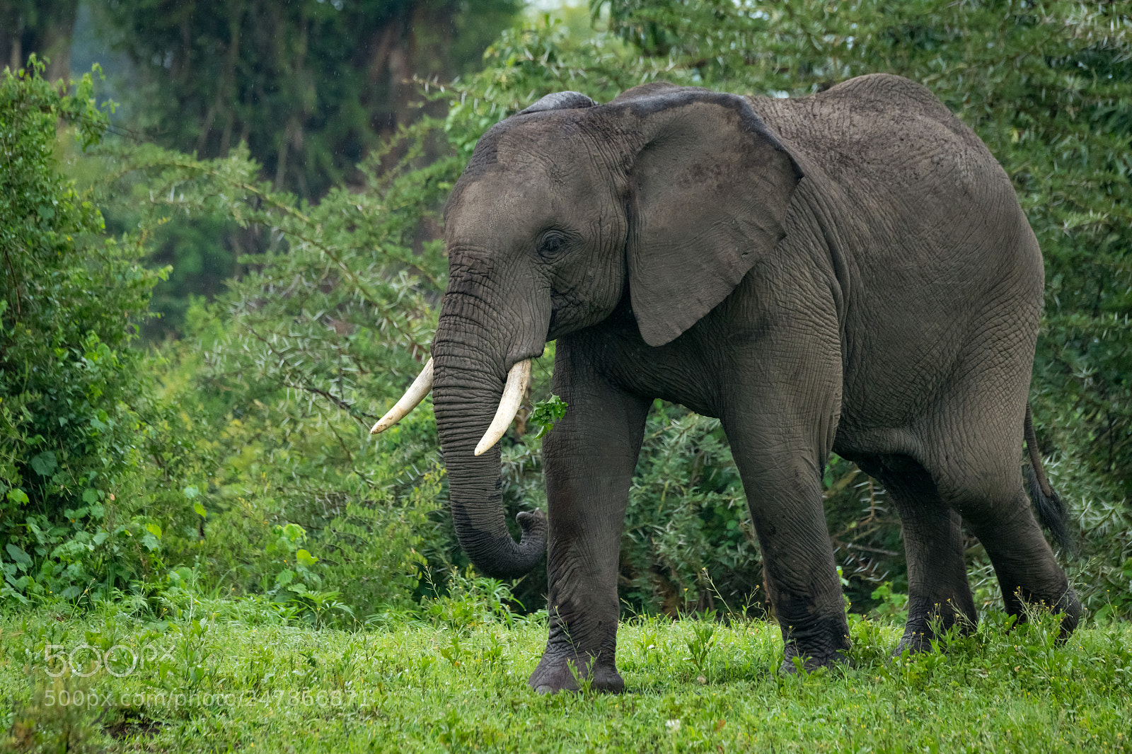 Nikon D850 sample photo. African elephant walks past photography