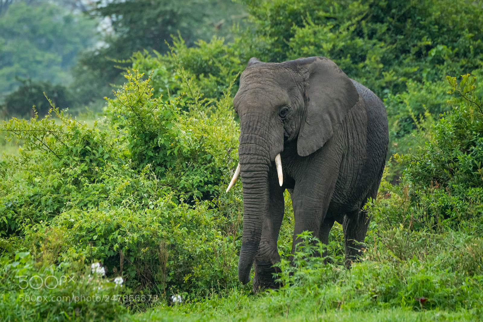 Nikon D850 sample photo. African elephant walks through photography