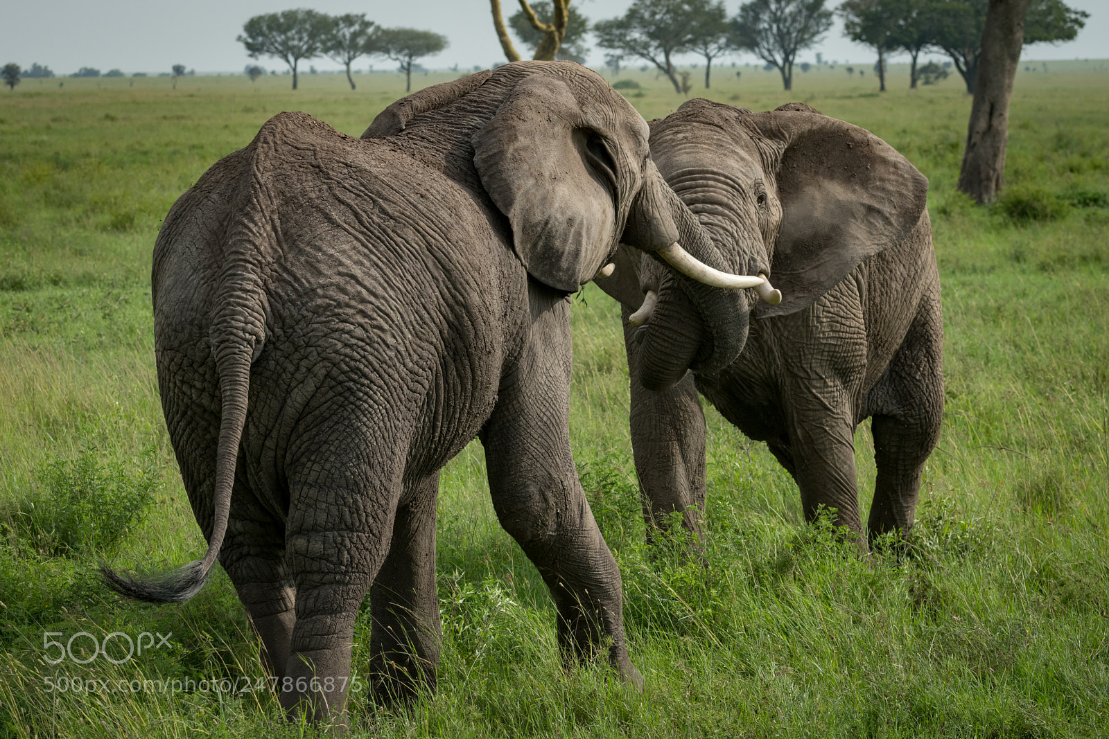 Nikon D850 sample photo. African elephants fighting with photography