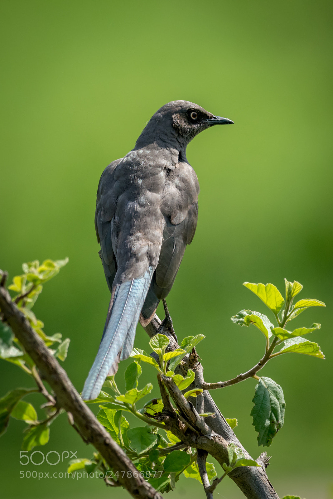 Nikon D810 sample photo. Ashy starling on branch photography