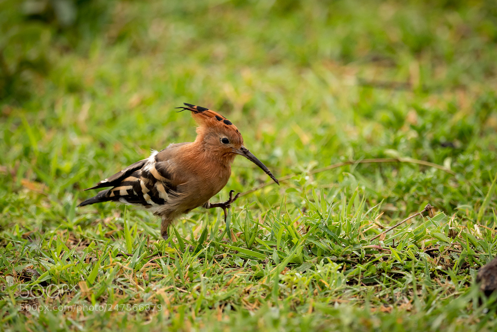 Nikon D810 sample photo. African hoopoe walking on photography