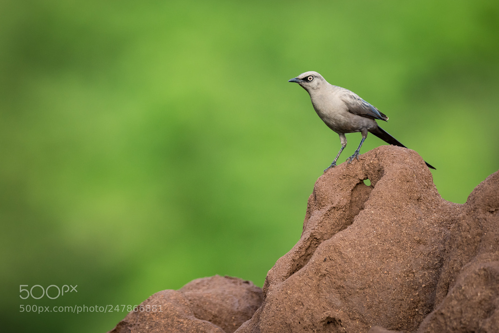 Nikon D810 sample photo. Ashy starling on edge photography