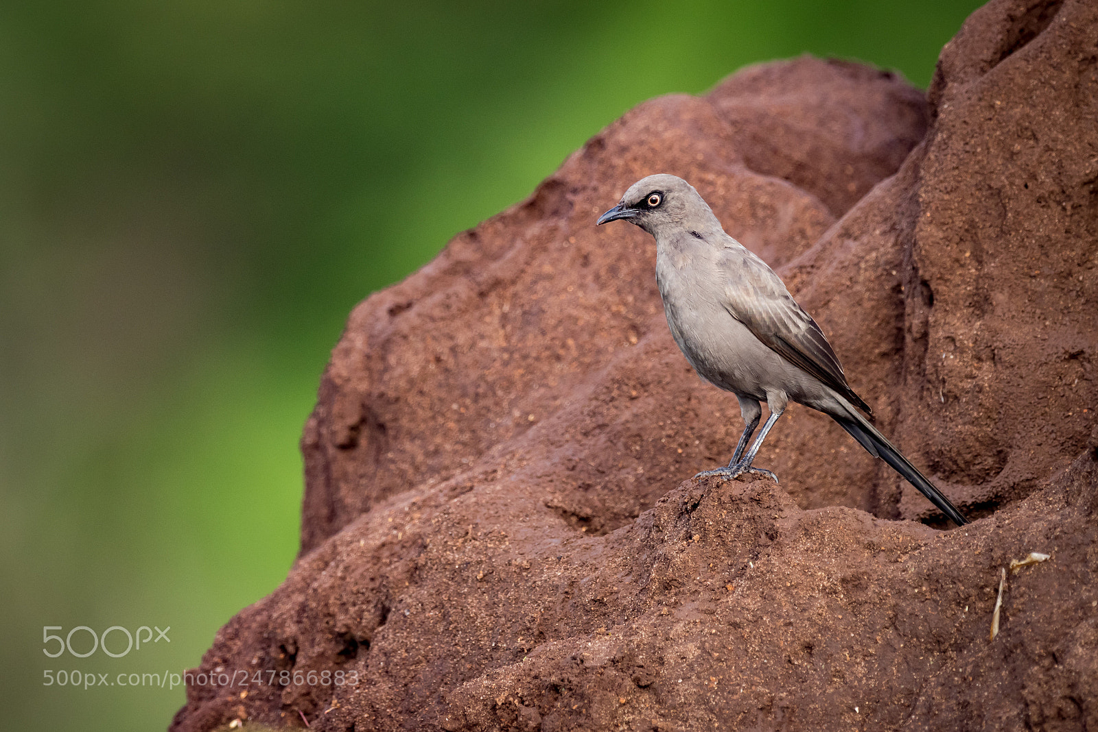 Nikon D810 sample photo. Ashy starling perched on photography