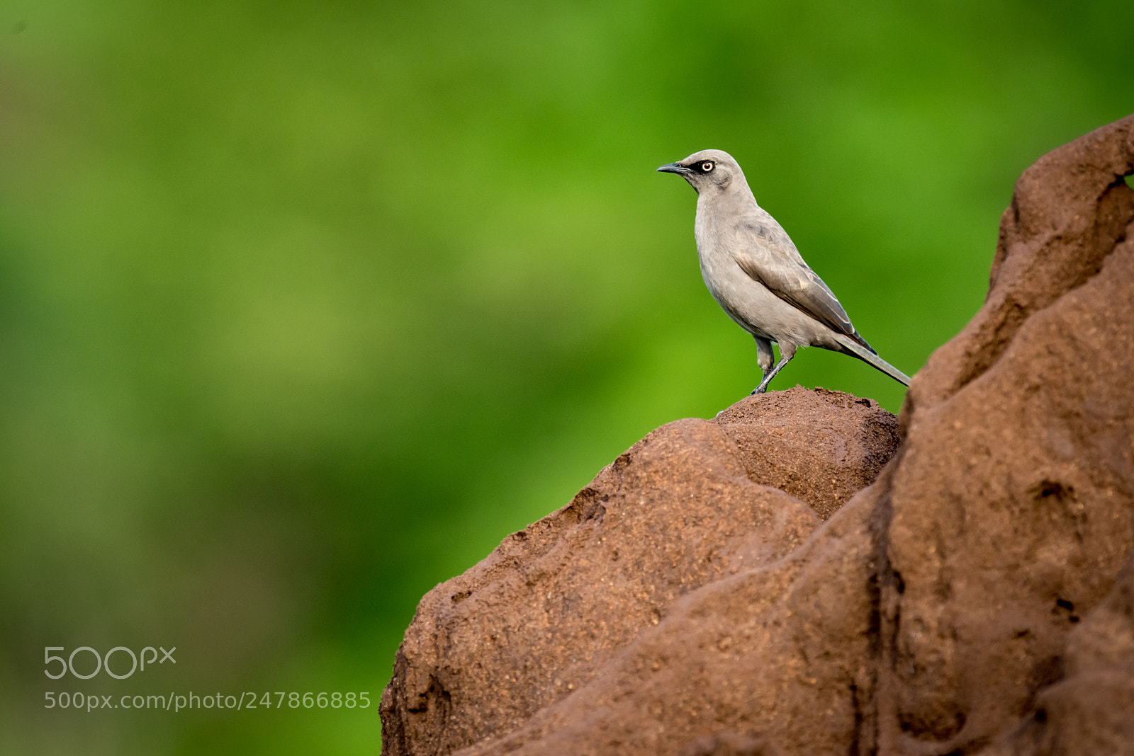 Nikon D810 sample photo. Ashy starling on top photography